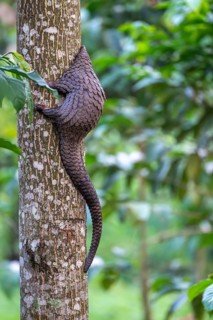 Pangolin climbing a tree, white-bellied pangolin (Phataginus tricuspis, Manis tricuspis), Western