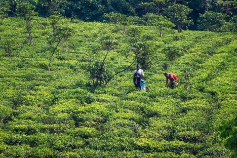 Worker on a tea plantation in the mountains, western region, Uganda