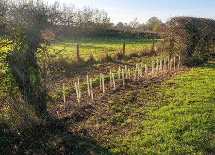 Saplings planted in protective tubes to regrow gap in hedgerow, Sutton, Suffolk Sandlings, Suffolk,