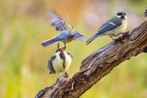 Great tit (Parus major) adult bird feeds young Germany