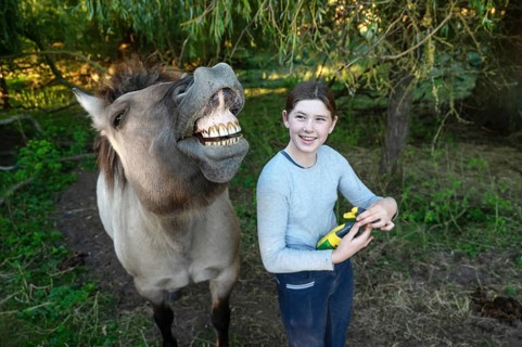 Howling horse, next to a young girl in the pasture, Othenstorf, Mecklenburg-Western Pomerania,