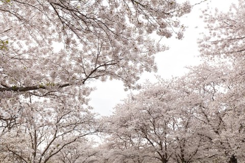 White-blooming cherry trees in spring on Rose Island in Bad Kreuznach, Germany