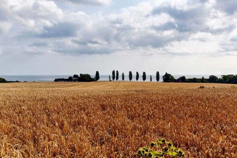 Golden brown, ripe wheat field in summer, dead ripe, Ertholmene, pea islands on the horizon,
