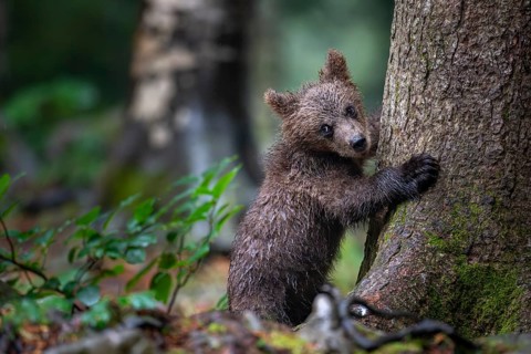 European brown bear (Ursus arctos arctos), young animal climbing on tree, Notranjska region,
