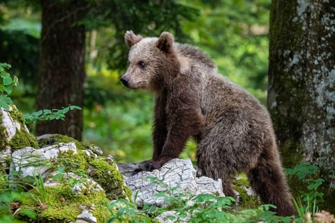 European brown bear (Ursus arctos arctos), young animal in the forest, Notranjska region, Slovenia