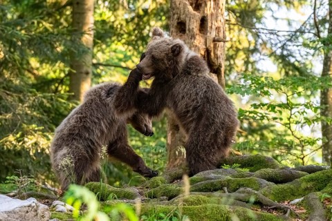 European brown bear (Ursus arctos arctos), two young animals playing in the forest, Dolenjska