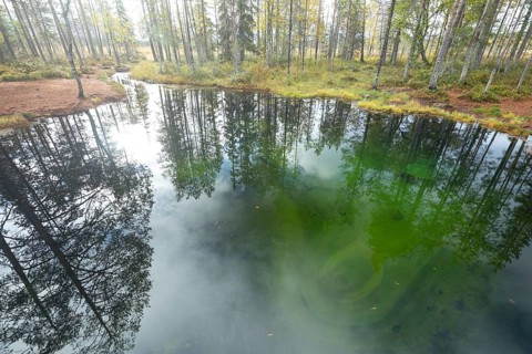 Emerald green spring water reflects autumn trees. Frog spring in the moor, wetland in Arvidsjaur,