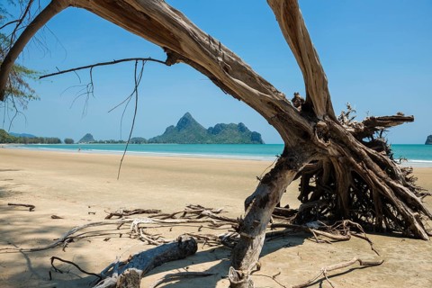 Lonely beach and ironwood trees, Casuarina Equisetifolia, Ao Manao Beach, Prachuap Khiri Khan,