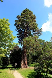 Giant sequoia, Sequoiadendron giganteum, in Putbus Castle Park on the island of Rügen,