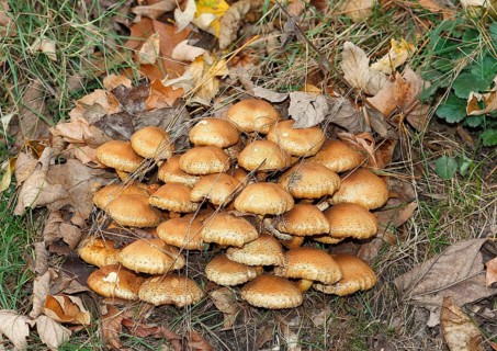 Sparry Schüppling (Pholiota squarrosa), group growing between tree trunks, North Rhine-Westphalia,