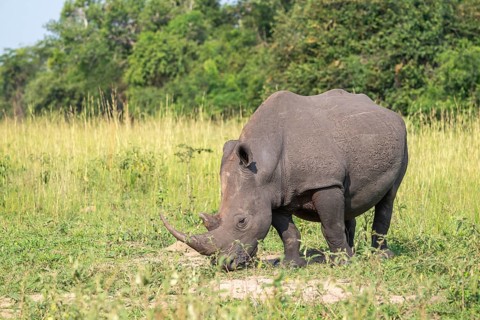 Southern white rhino (Ceratotherium simum simum), Ziwa Rhino Sanctuary, Uganda