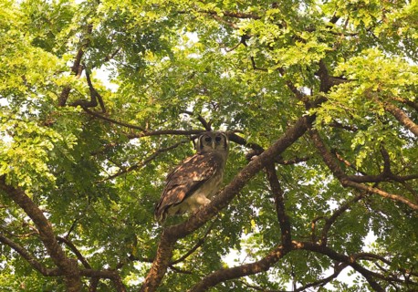 Blassuhu (Bubo lacteus) sitting in acacia tree, Ziwa Rhino Sanctuary, Uganda