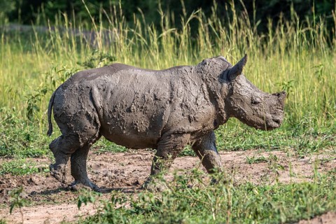 Southern white rhino (Ceratotherium simum simum), juvenile after mud bath, Ziwa Rhino Sanctuary,