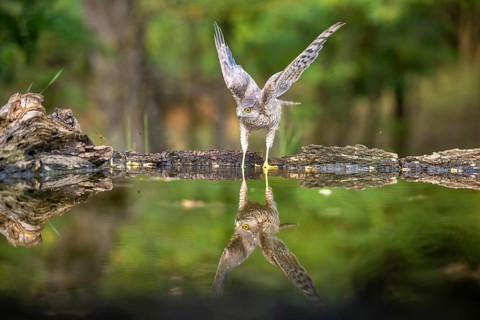 Sparrowhawk (Accipter nisus), near waterhole, with reflection, Kiskunsag, Hungary