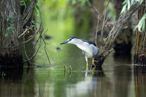 Night heron (Nycticorax nytricorax), bird, in water, Danube Delta Romania