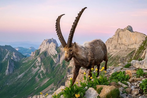 Steinbock (Capra ibex) in front of mountain panorama, male, Alpstein, Appenzell, Switzerland
