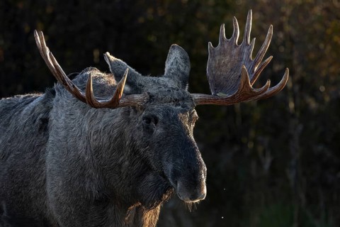 Portrait of bull moose (Alces alces), moose shovel, Denmark