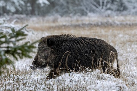 Wild boar boar (Sus scrofa) during mating season, looking for streams in winter landscape,