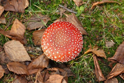 Red toadstool (Amanita muscaria), from above, fruiting body, North Rhine-Westphalia, Germany