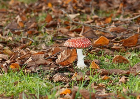Red toadstool (Amanita muscaria), fruiting body, in autumn leaves, North Rhine-Westphalia, Germany