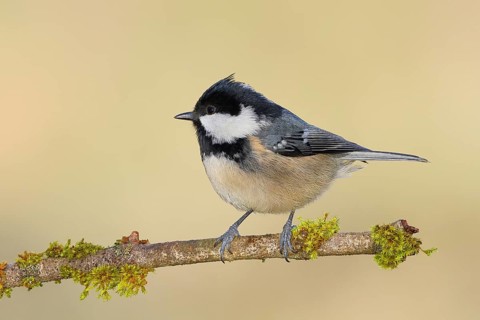 Pine tit (Periparus ater) sitting on moss-covered branch, wildlife, animals, birds, tit,