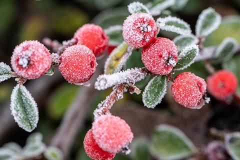 Cotoneaster (Cvotoneaster dammeri), fruits, Emsland, Lower Saxony, Germany