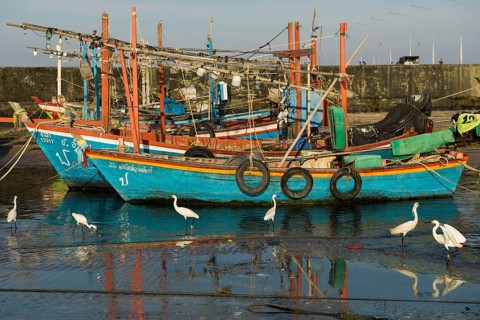 Colorful fishing boats and herons in harbor, sunset, Hua Hin, Prachuap Khiri Khan, Central