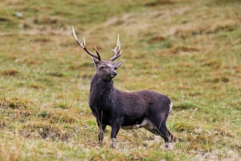 Sika deer (Cervus nippon) standing in meadow, Parc de Merlet, Chamonix-Mont-Blanc, Haute-Savoie,