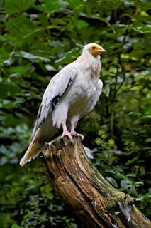 Dirty vulture (Neophron percnopterus) sitting on tree stump, captive, Switzerland