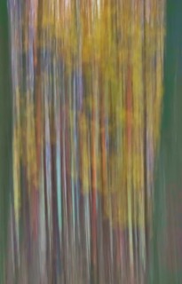 Forest in November, abstracted, blurring, autumn, Germany