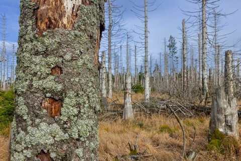 Dead spruce trees in forest in the Harz Mountains in autumn, damage caused by bark beetle