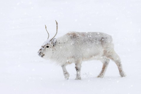 Svalbard reindeer (Rangifer tarandus platyrhynchus) adult in thick winter coat during snowfall on