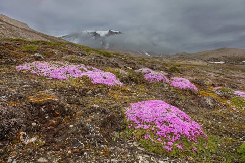 Moss campion, cushion pink (Silene acaulis) in flower in summer on the arctic tundra, Svalbard,