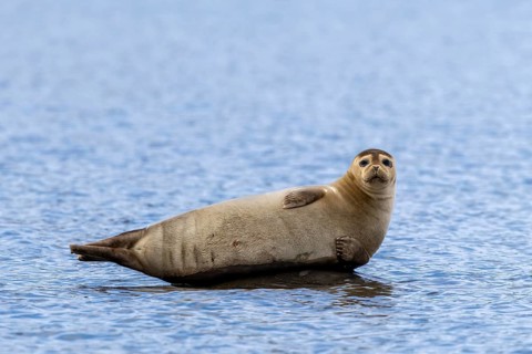 Common seal, harbour seal (Phoca vitulina) resting on rock in the Arctic Ocean along the coast of