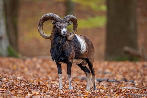 European mouflon (Ovis aries musimon, Ovis gmelini musimon) ram, male with big horns in forest