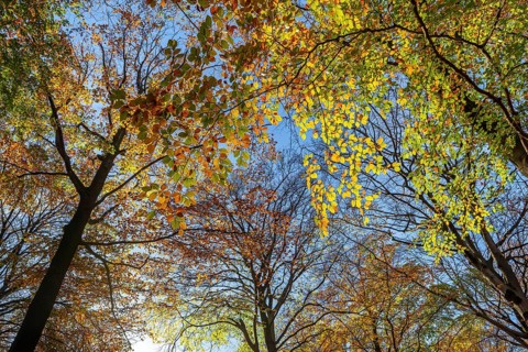 European beeches, common beech trees (Fagus sylvatica) with foliage in yellow and brown autumn