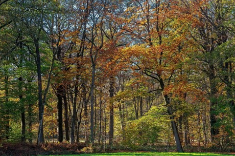 European beeches, common beech trees (Fagus sylvatica) with foliage in yellow, brown and green