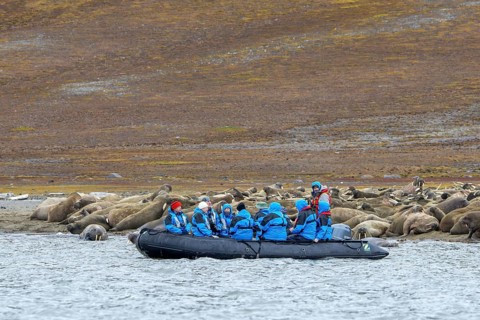 Ecotourists, eco-tourists in Zodiac boat observing walruses (Odobenus rosmarus) resting on beach