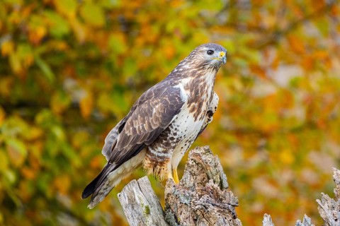 Common Buzzard (Buteo buteo) Germany