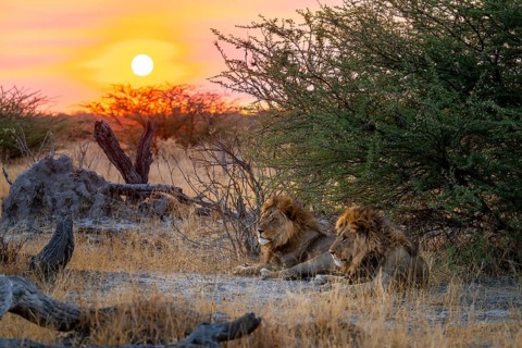 Sunset, two maned lions, siblings lying in the grass, lion (Panthera Leo), savuti, Chobe National