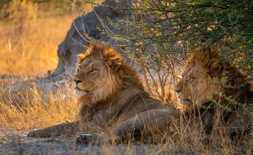 Two maned lions, siblings lying in the grass, lion (Panthera Leo), savuti, Chobe National Park