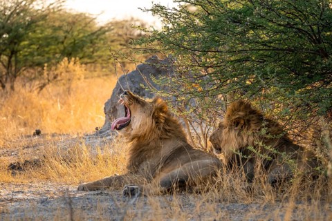 Two maned lions, lion yawns, siblings lying in grass, lion (Panthera Leo), savuti, Chobe National