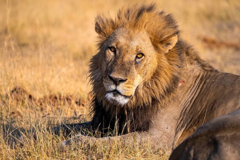 Maned lion (Panthera Leo) lying in grass, savanna, Savuti, Chobe National Park National Park,