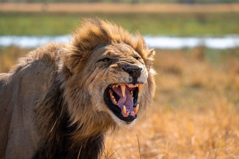 Maned lion, lion (Panthera Leo) hisses, savuti, Chobe National Park National Park, Botswana