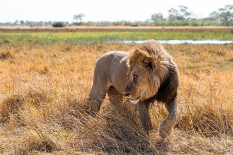 Maned lion, lion (Panthera leo), savuti, Chobe National Park, Botswana