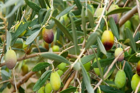 Olive tree (Olea europaea), ripe olives