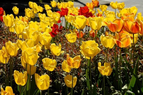 Garden tulips (Tulipa gesneriana), tulip bed
