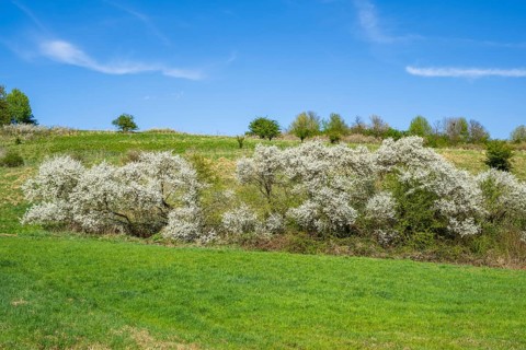 Blackthorn (Prunus spinosa) bushes flowering on a meadow in spring on a sunny day, Bavaria,