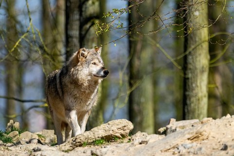 Eastern wolf (Canis lupus lycaon) standing on a little hill, Bavaria, Germany