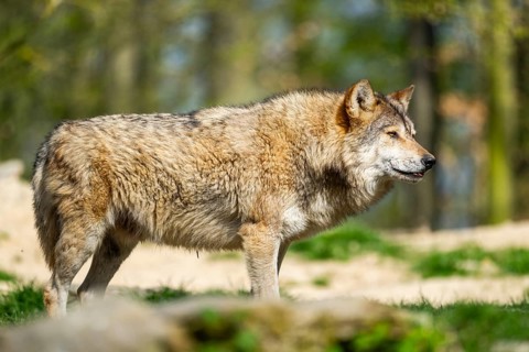 Eastern wolf (Canis lupus lycaon) standing on a meadow, Bavaria, Germany